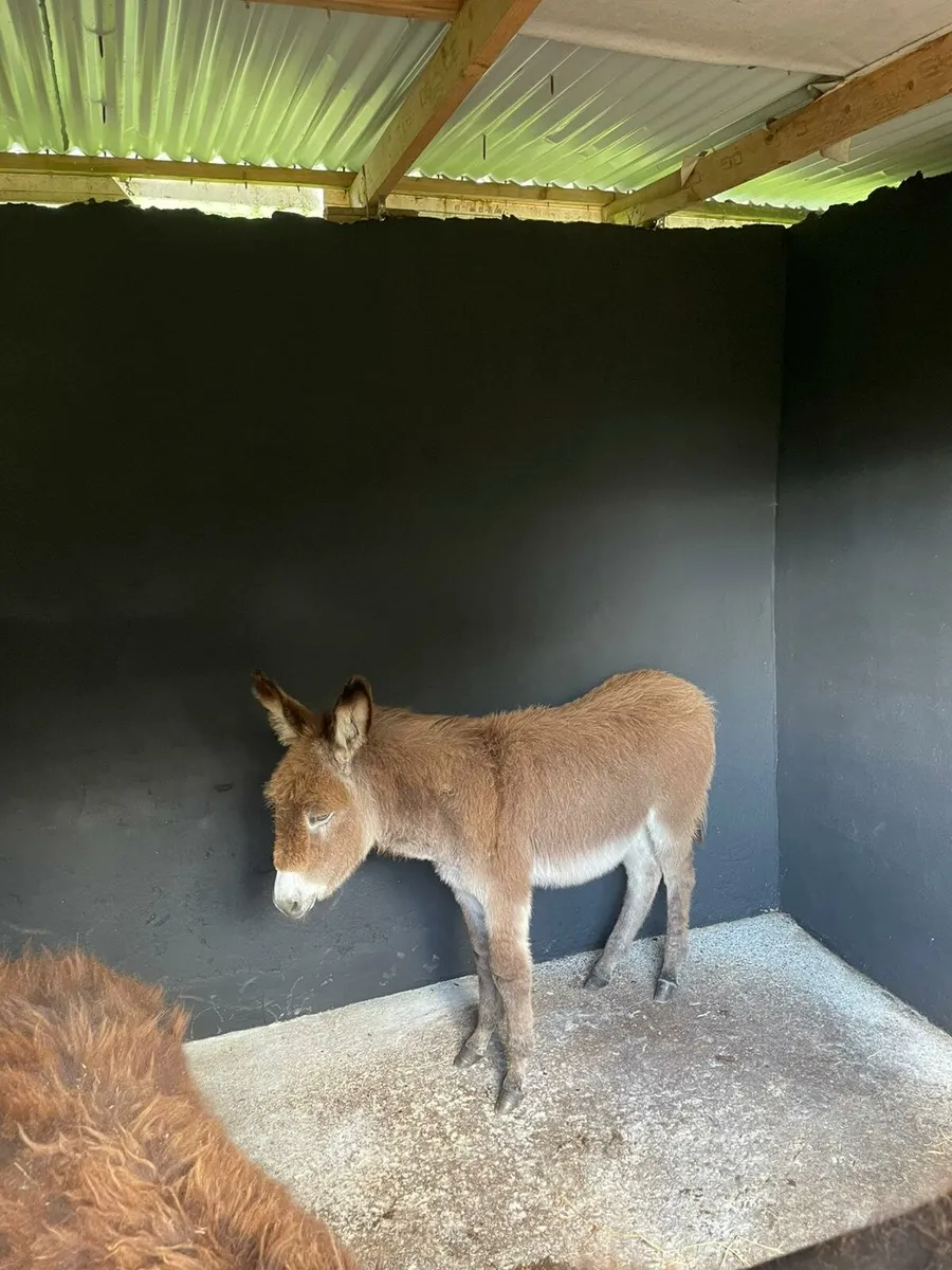 Donkey foal
