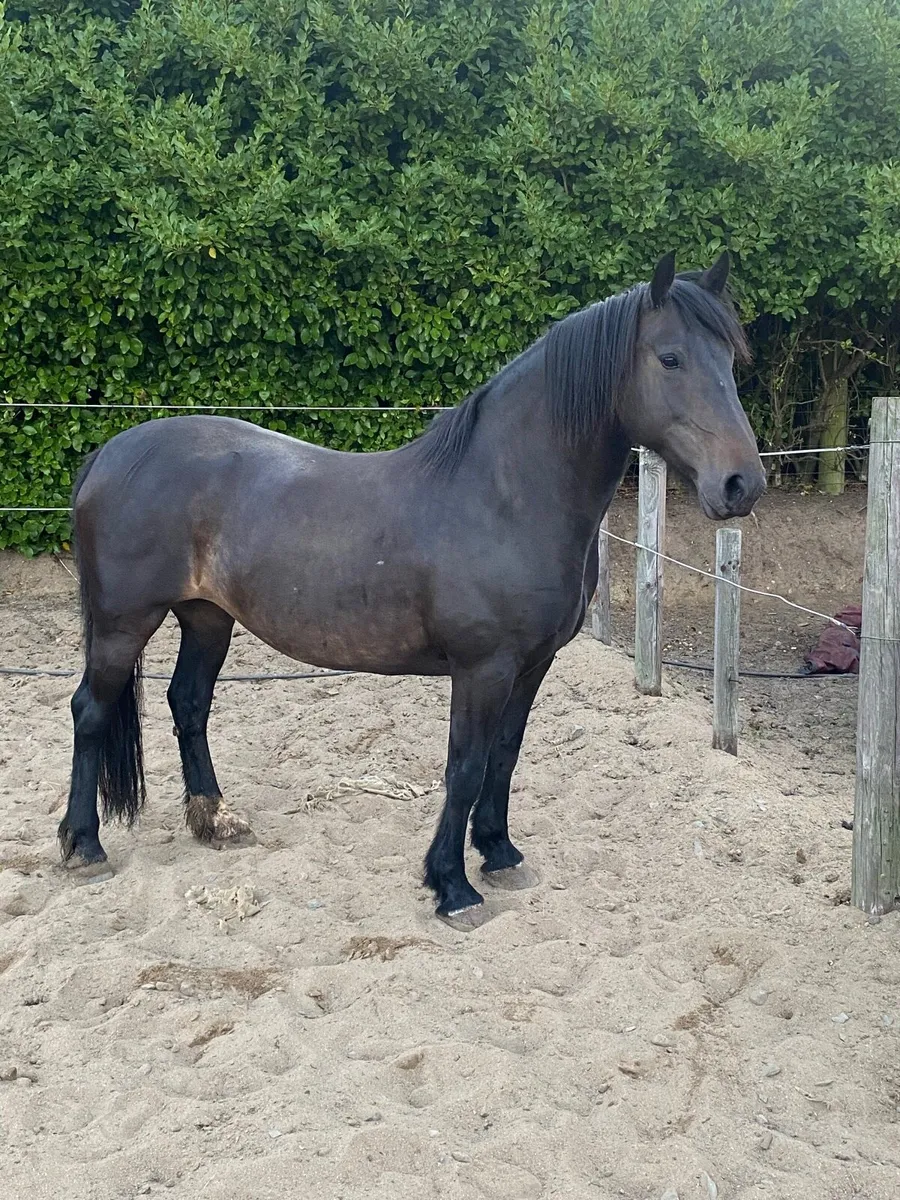 15.2 mare - Image 4