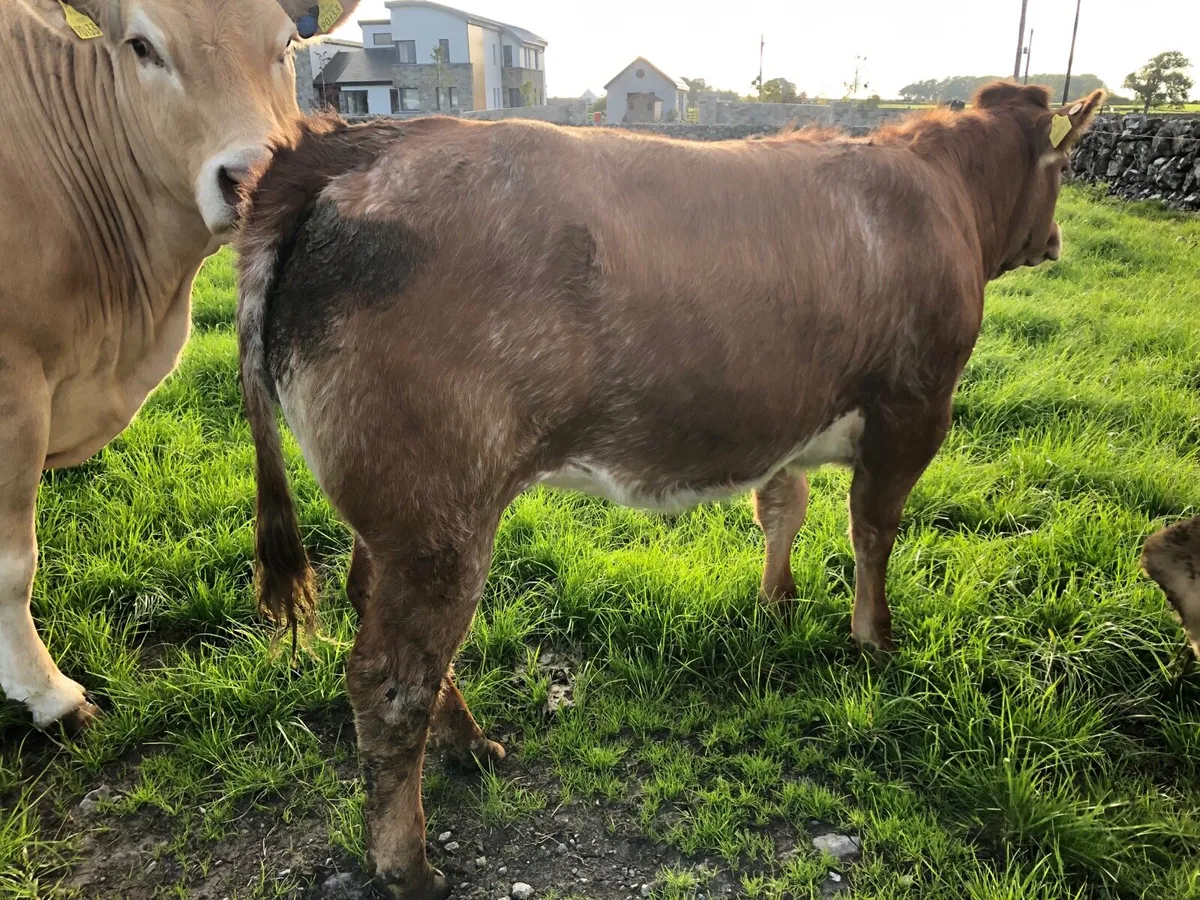 Roan heifers - Image 4