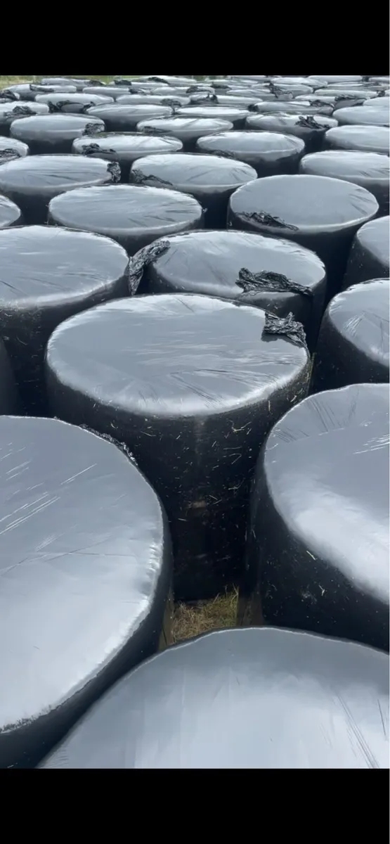 Top quality First cut silage