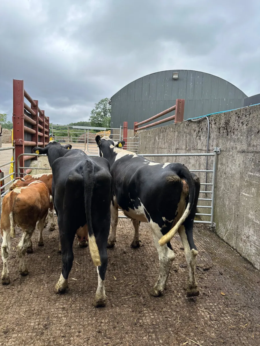 Hereford heifers with bull calves - Image 3
