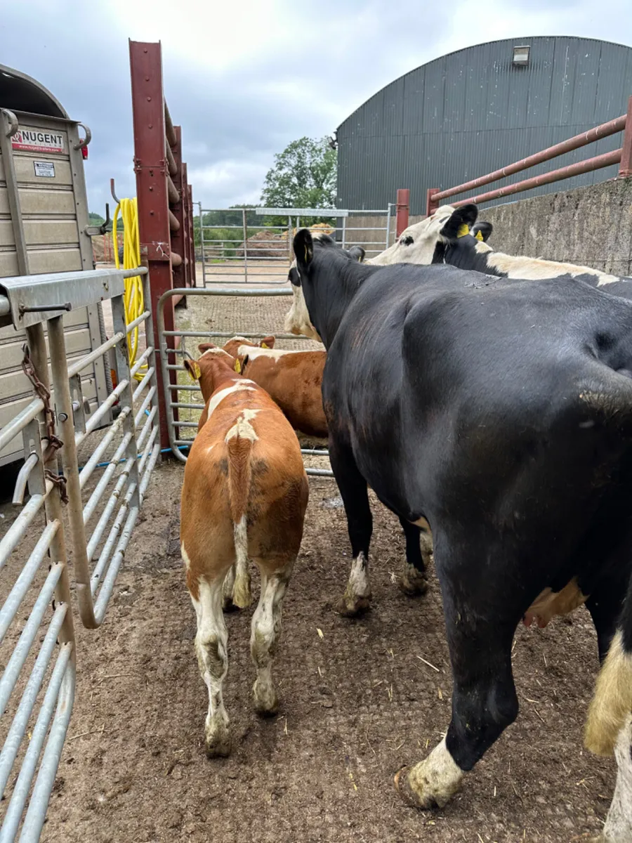 Hereford heifers with bull calves - Image 4