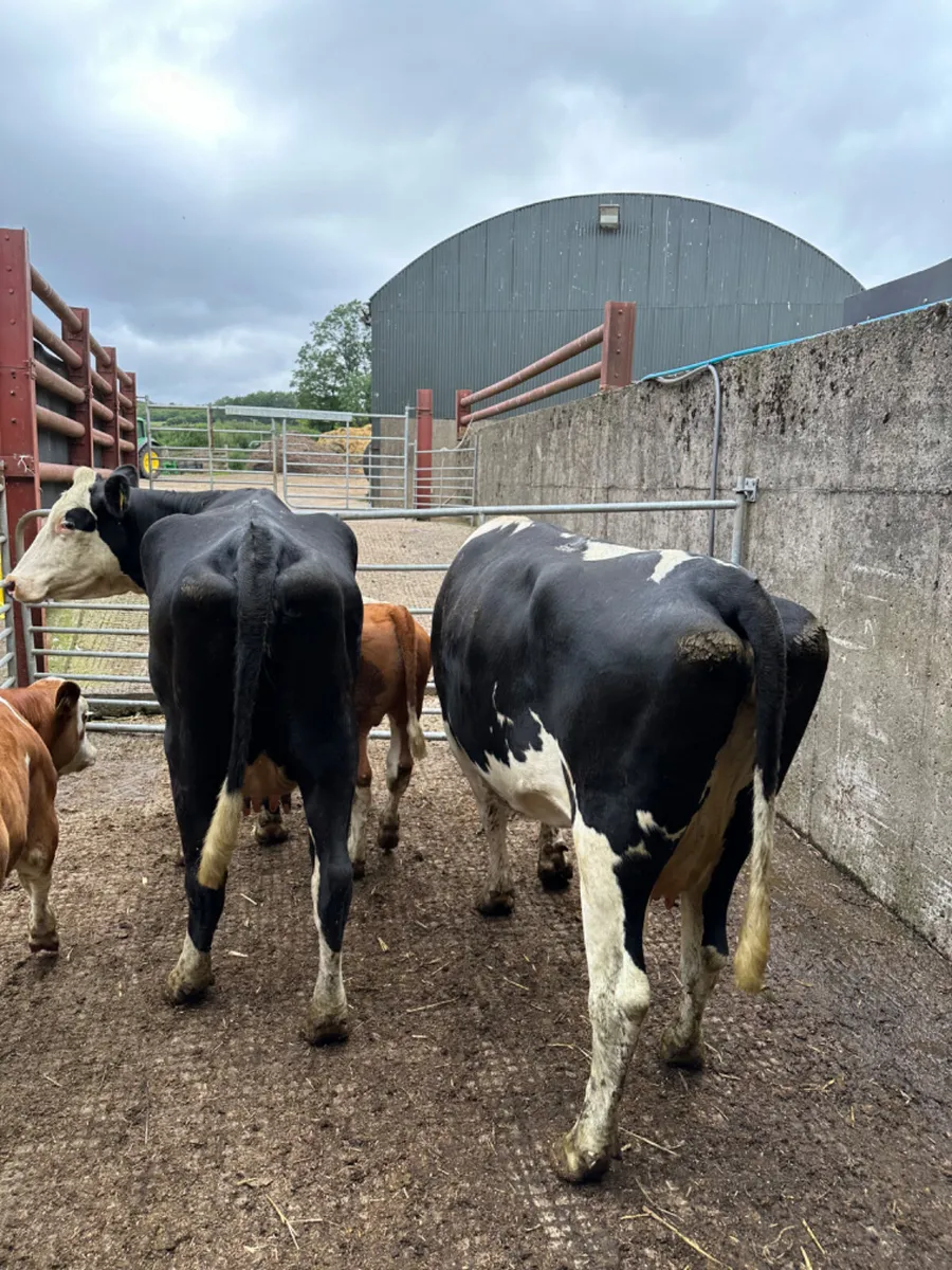 Hereford heifers with bull calves - Image 1