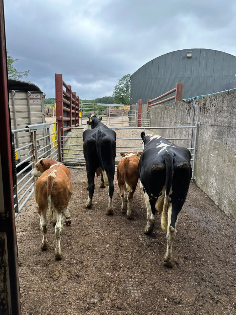 Hereford heifers with bull calves - Image 2