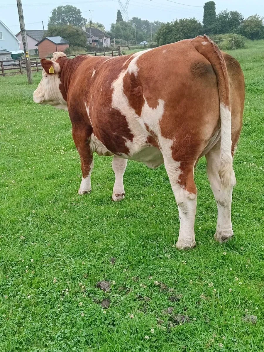 PBR Simmental heifer for tullamore 10 july - Image 2