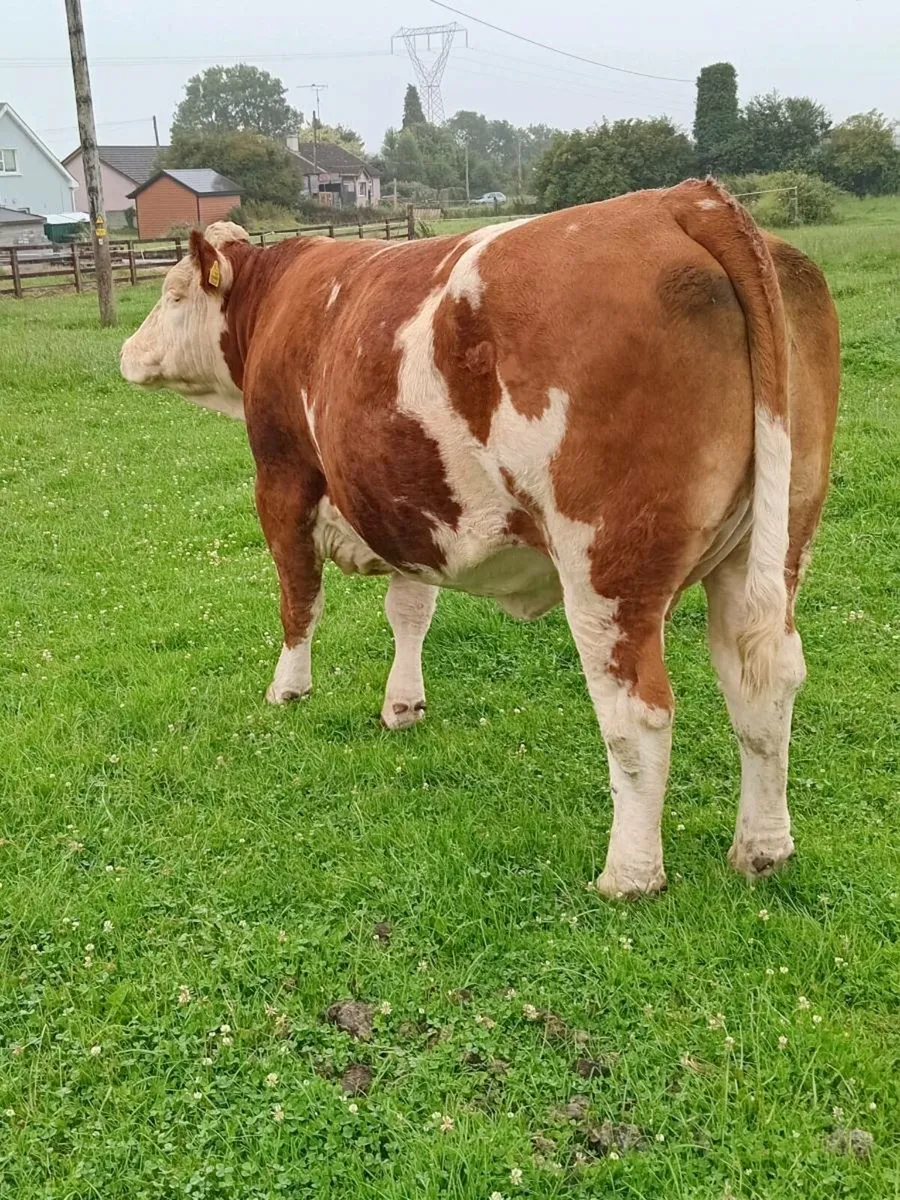 PBR Simmental heifer for tullamore 10 july - Image 3
