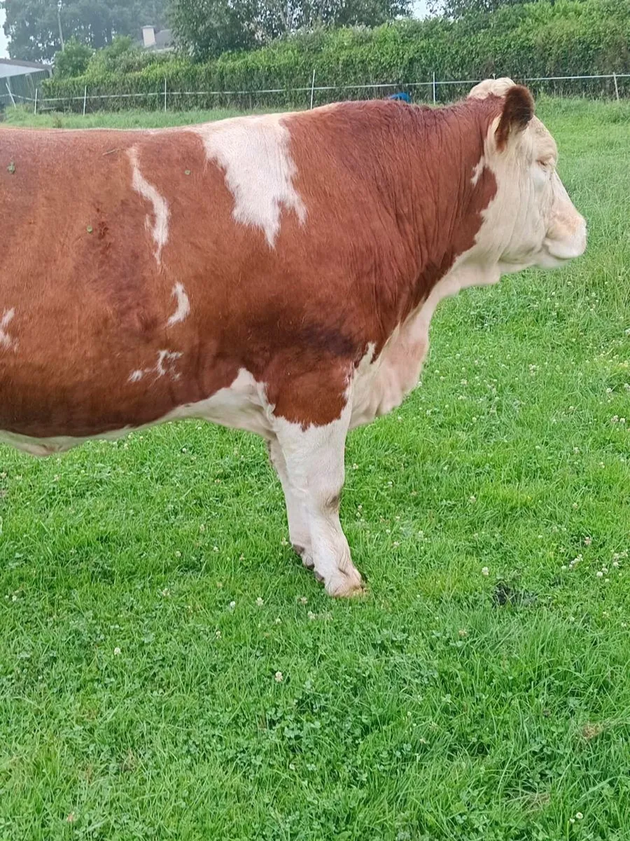 PBR Simmental heifer for tullamore 10 july - Image 4