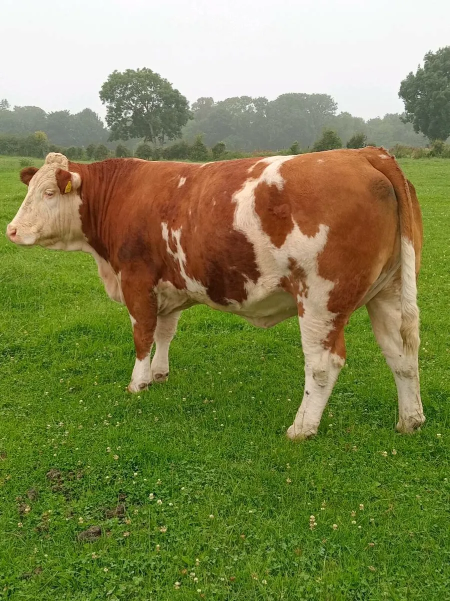 PBR Simmental heifer for tullamore 10 july - Image 1