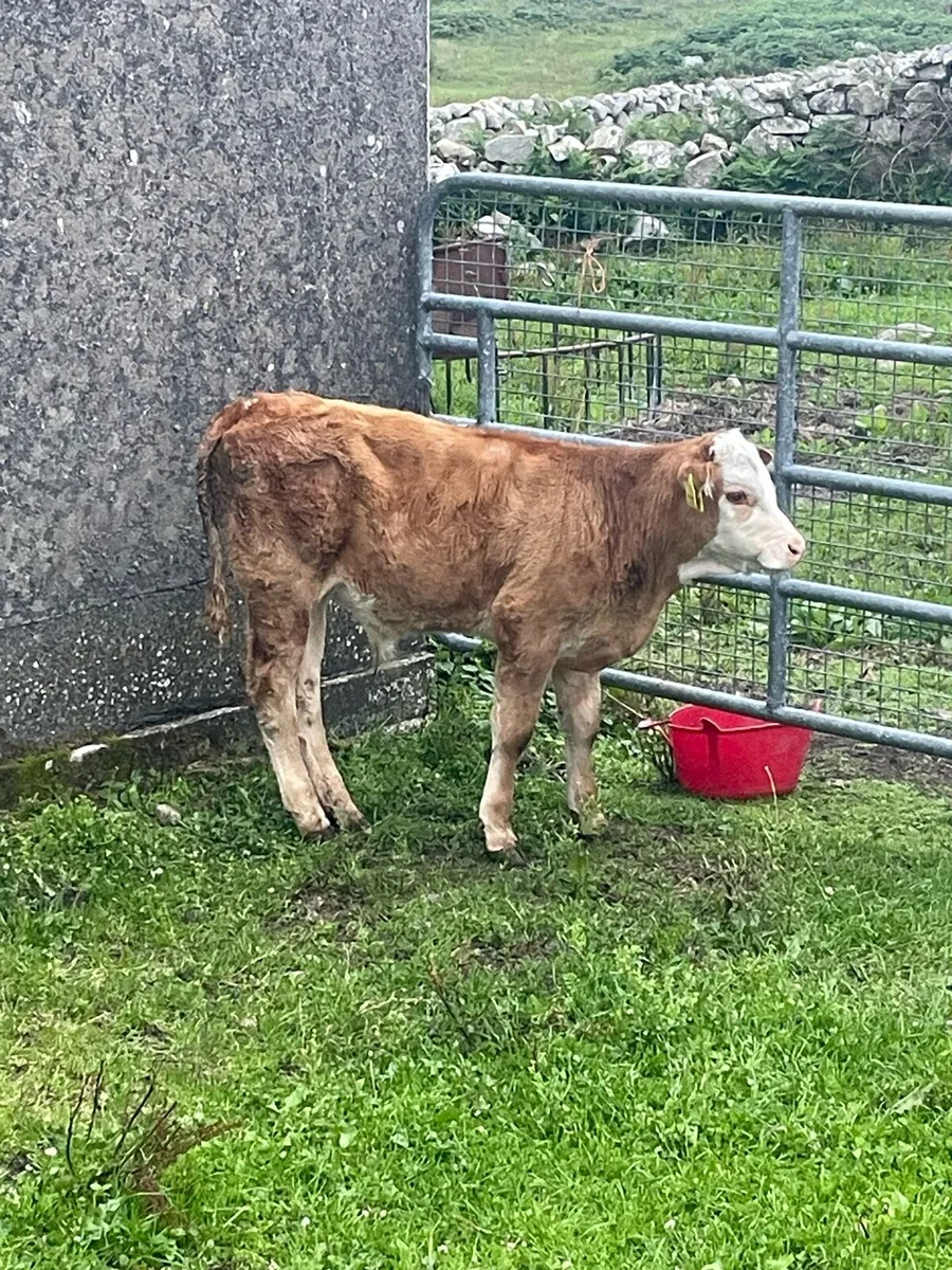 Bull calf runner suck - Image 1