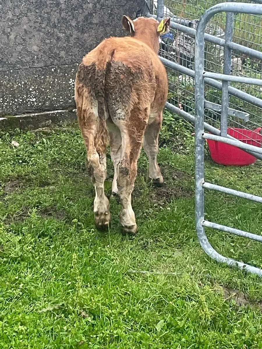 Bull calf runner suck - Image 2