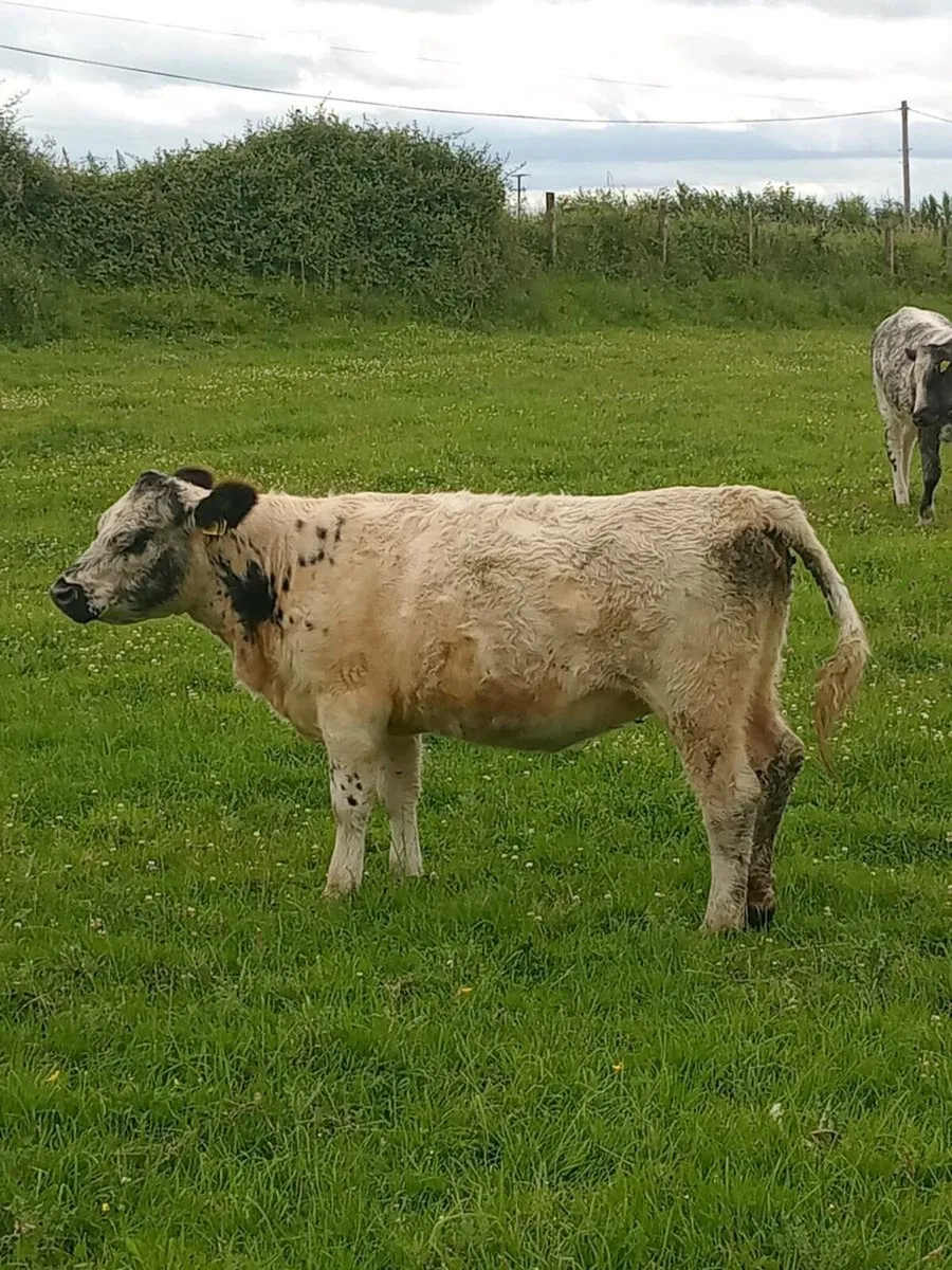 Heifer - Image 1