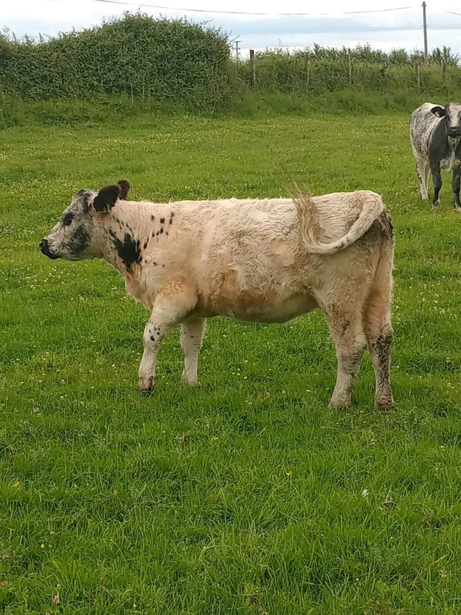 Heifer - Image 2