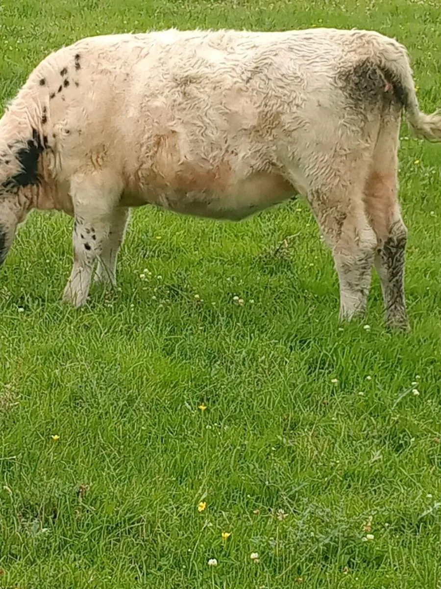 Heifer - Image 3