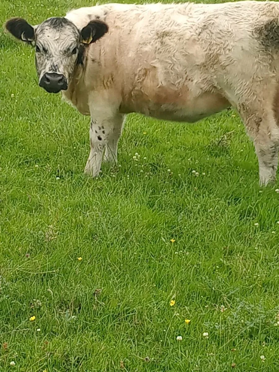 Heifer - Image 4