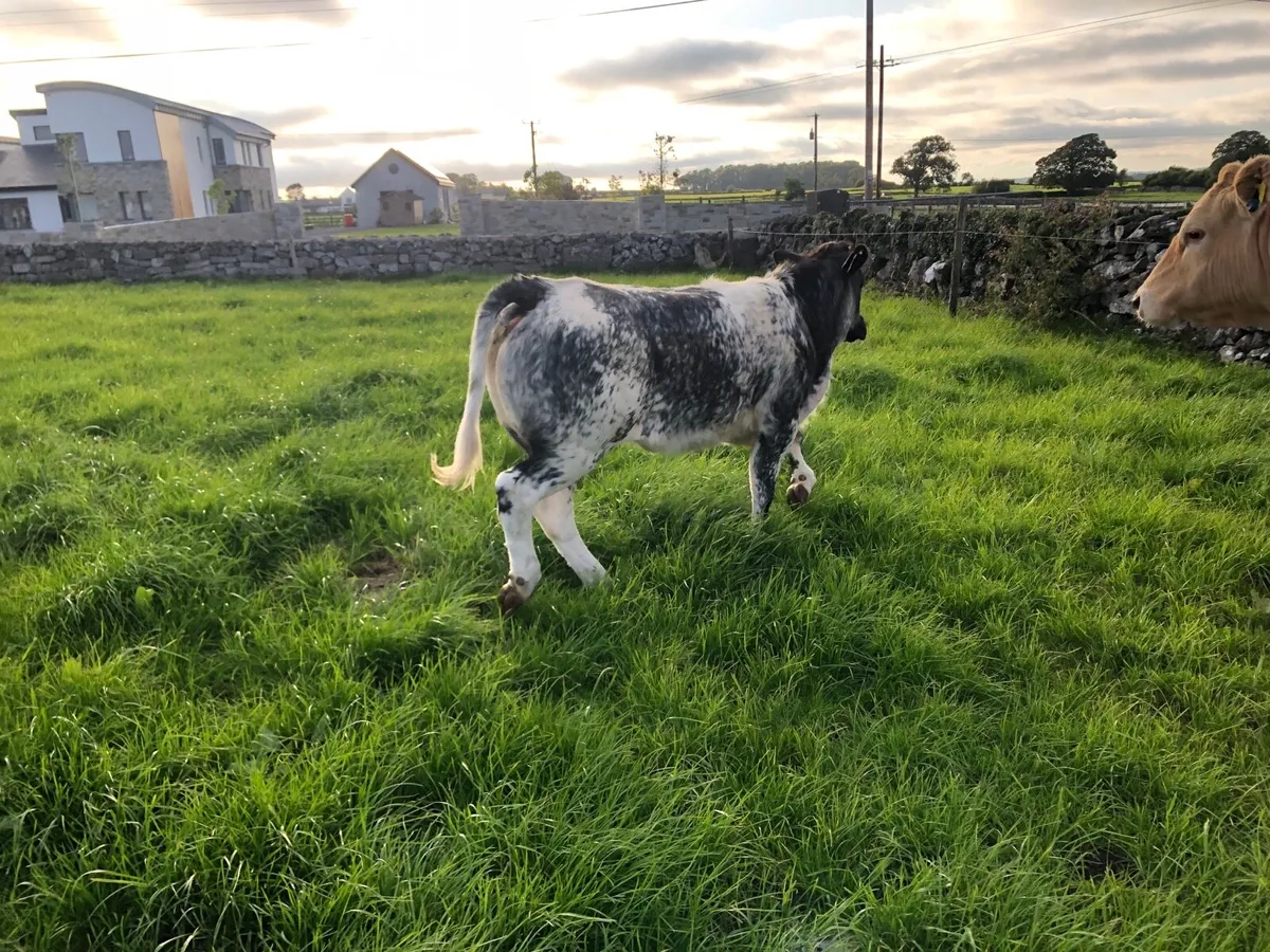 Roan heifers - Image 1