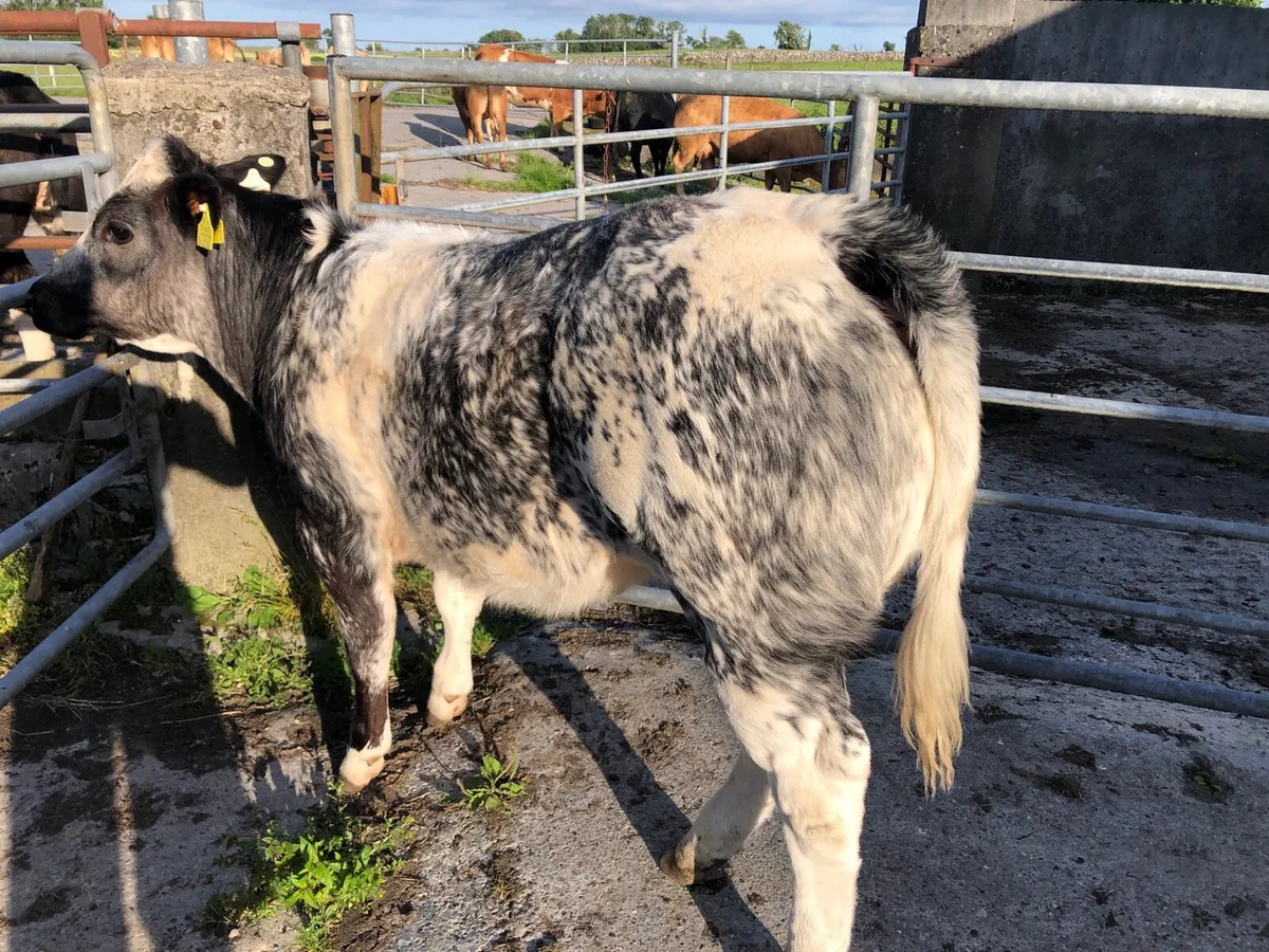 Roan heifers - Image 2
