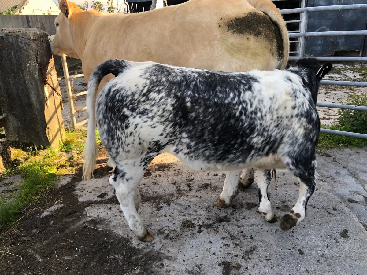 Roan heifers - Image 3
