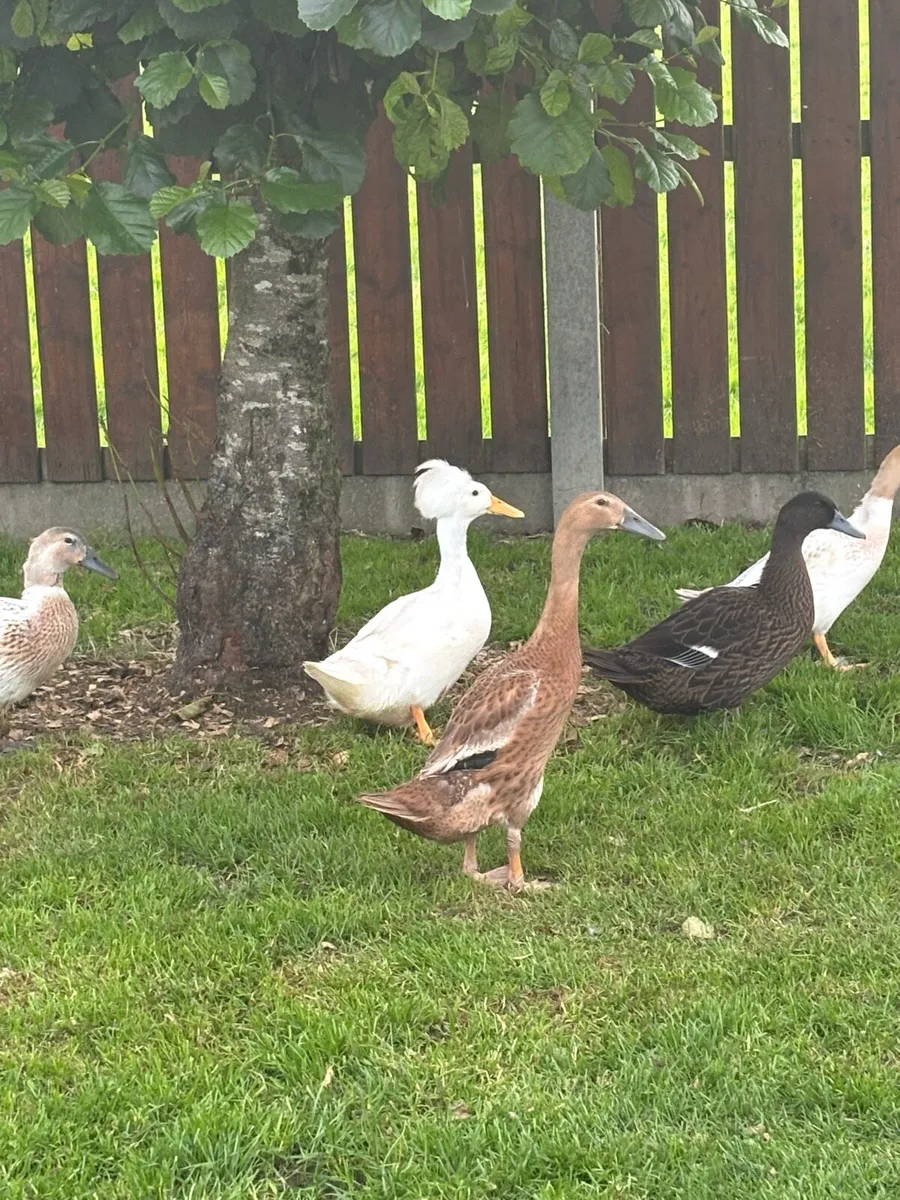 Female ducks - Image 1