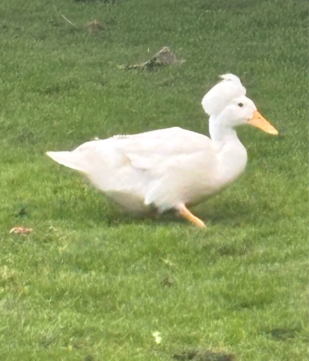 Female ducks - Image 2