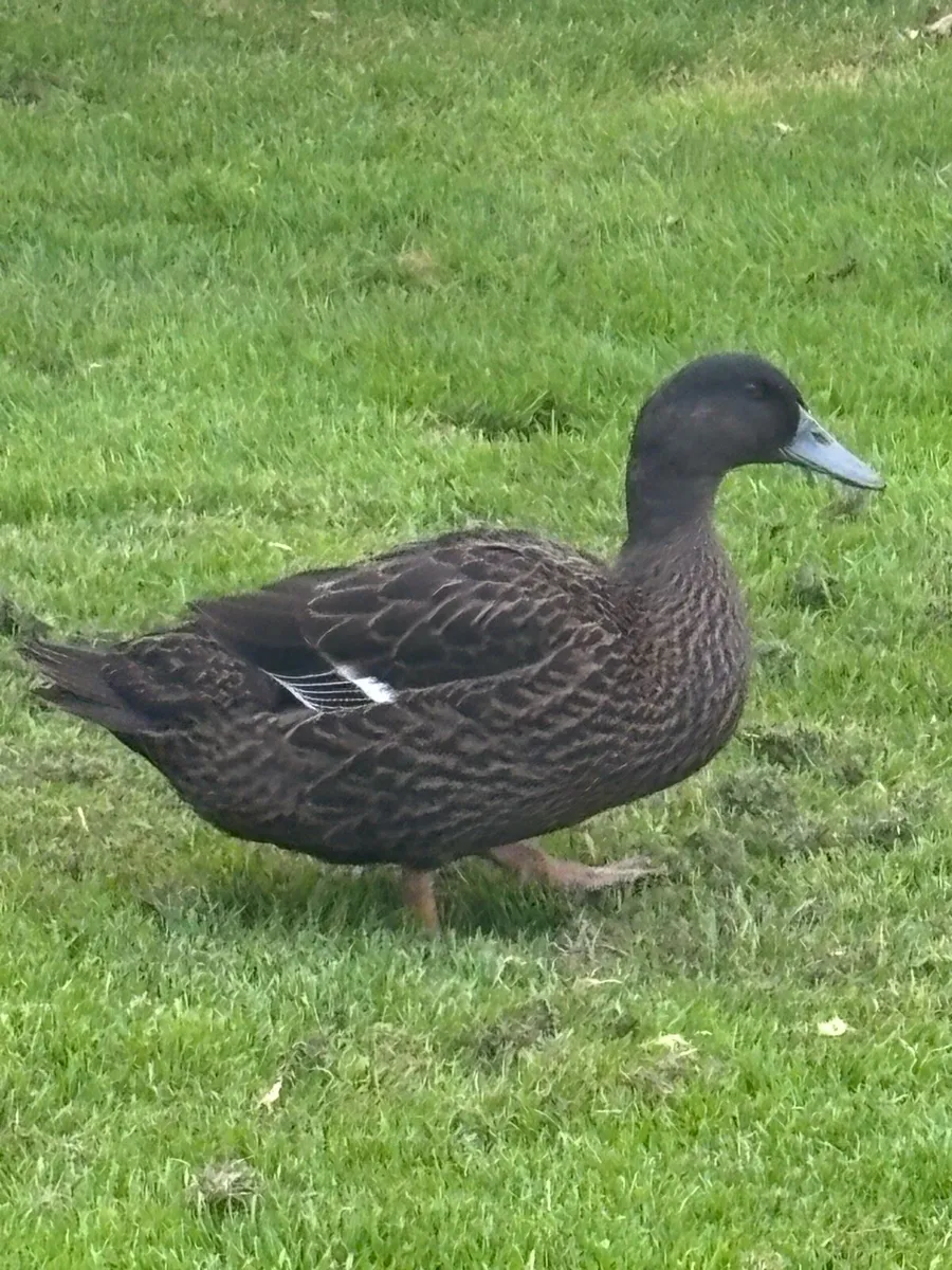 Female ducks - Image 4
