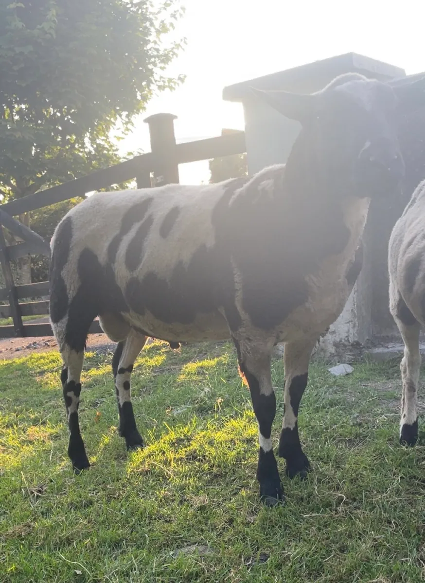Sheep - Image 1