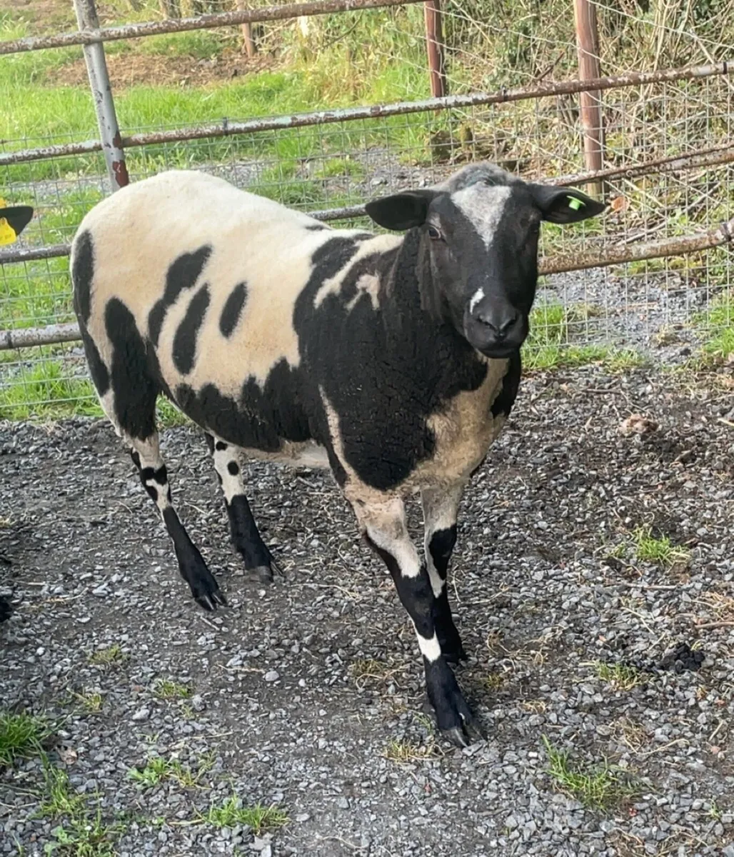 Sheep - Image 2