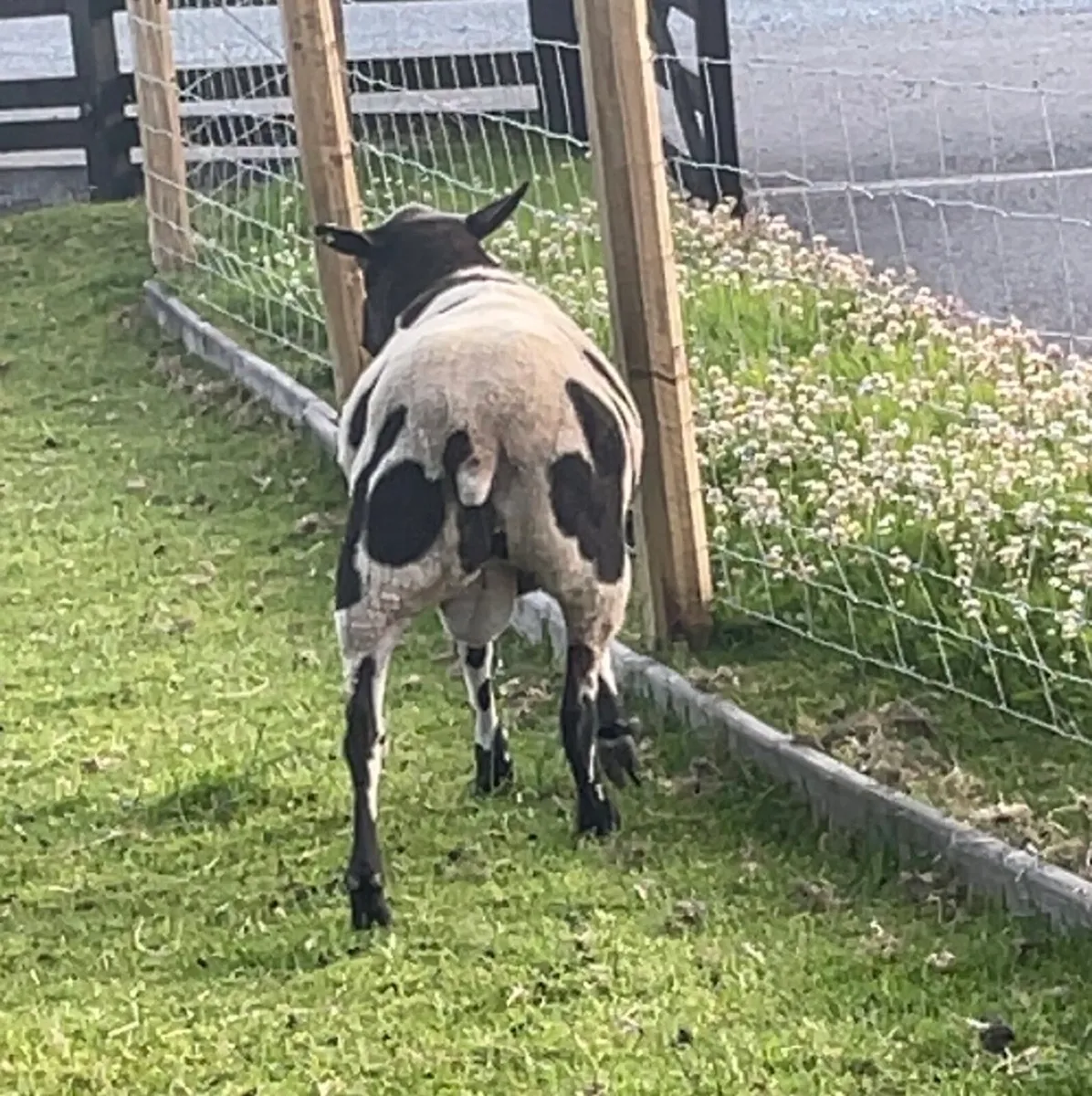 Sheep - Image 3