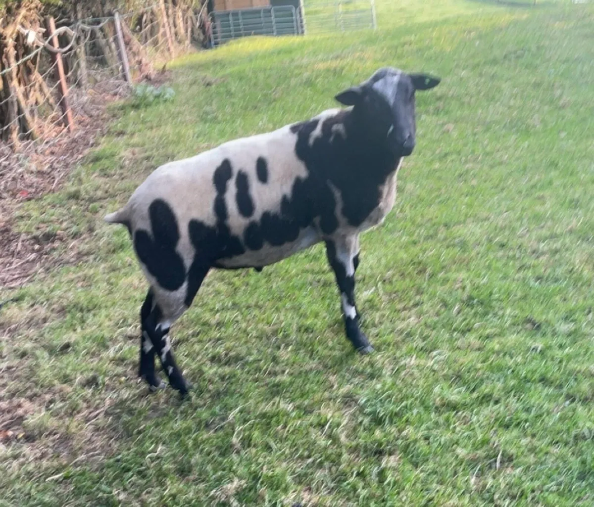 Sheep - Image 4
