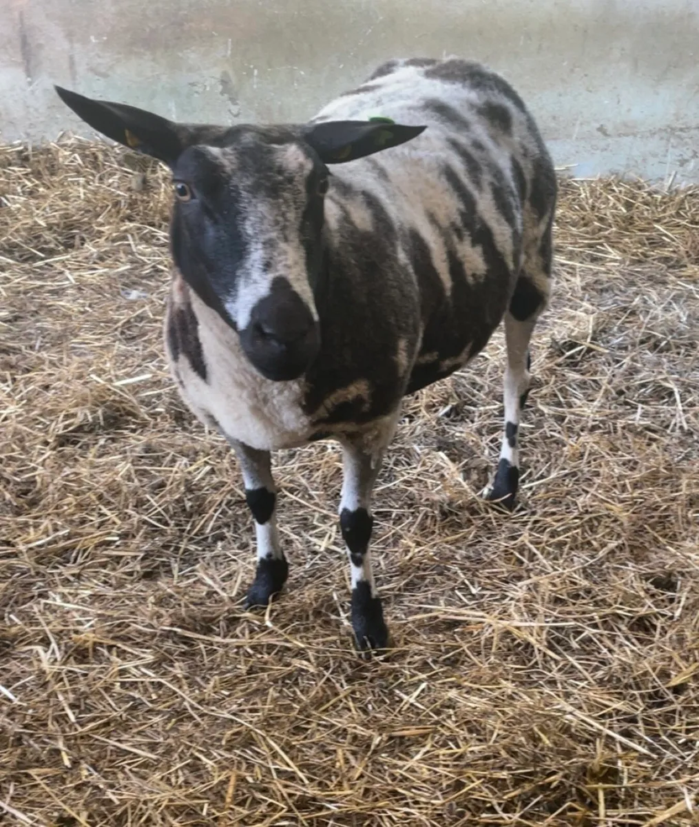 Dutch spotted aged ewe - Image 1