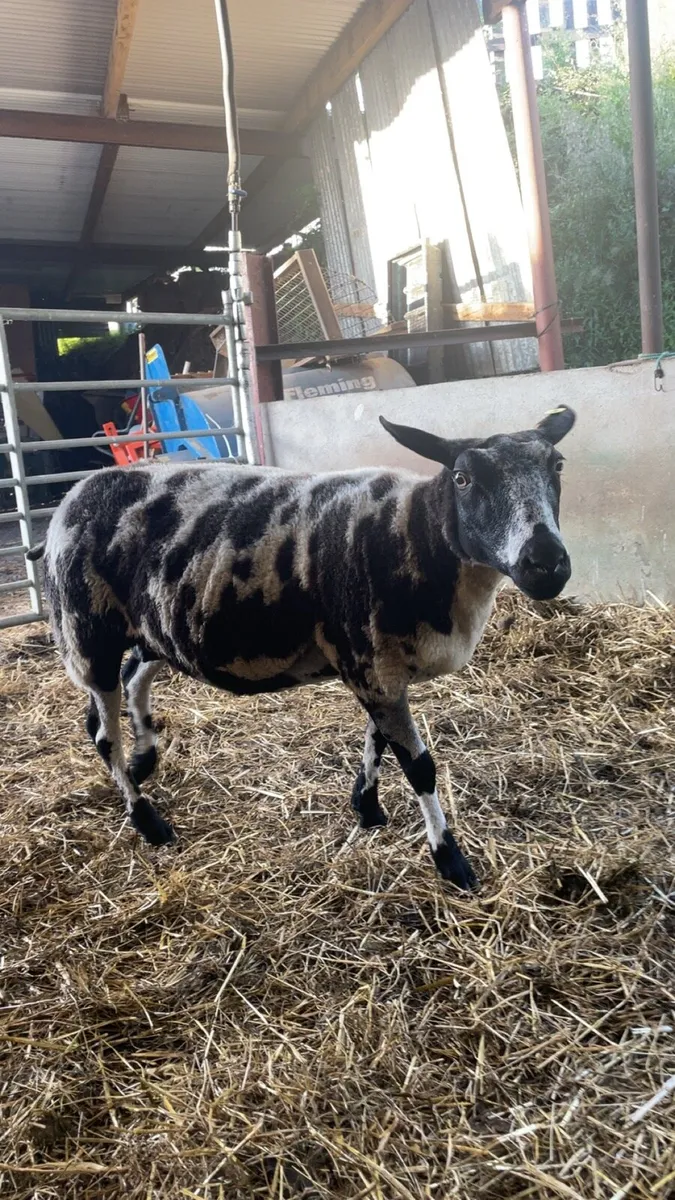 Dutch spotted aged ewe - Image 2