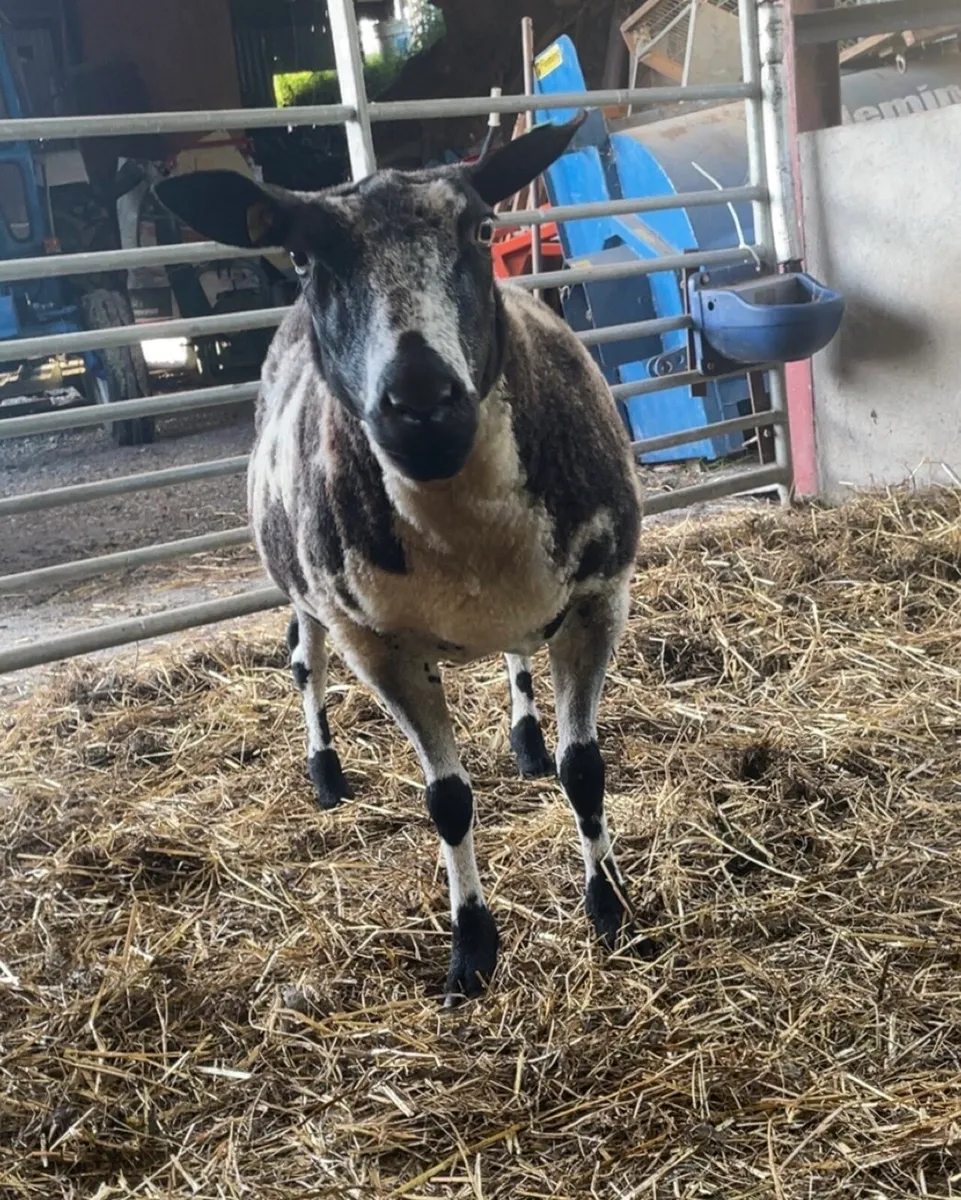 Dutch spotted aged ewe - Image 3