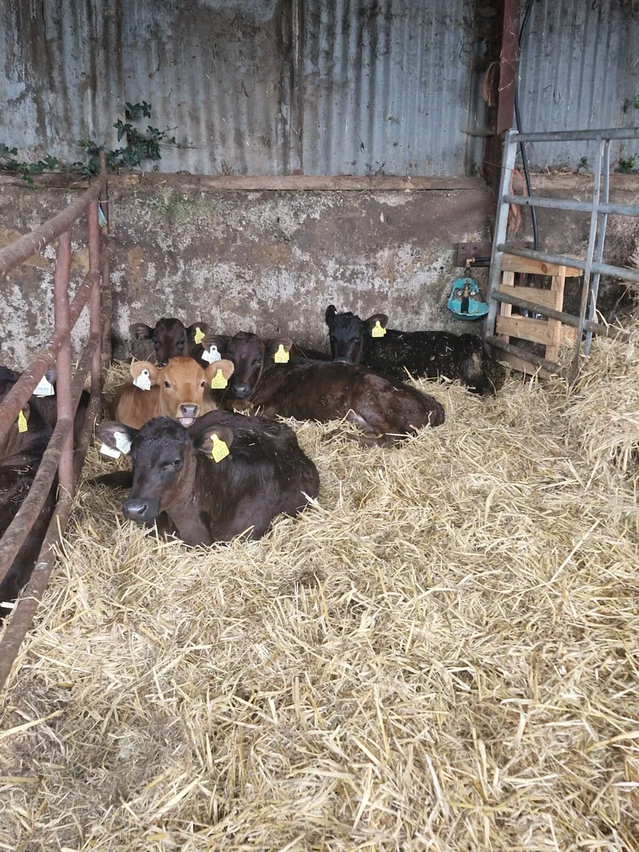 Calves - Image 1