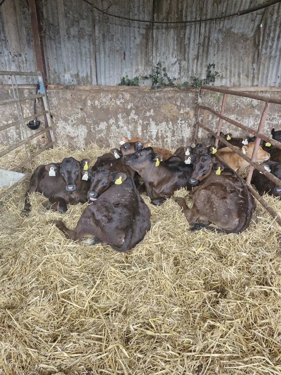 Calves - Image 2