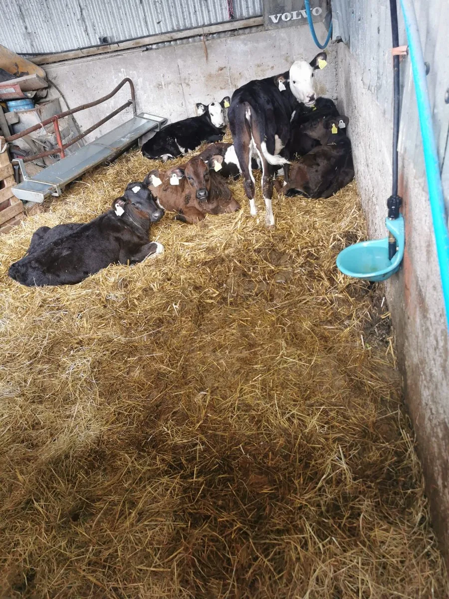 Calves - Image 3