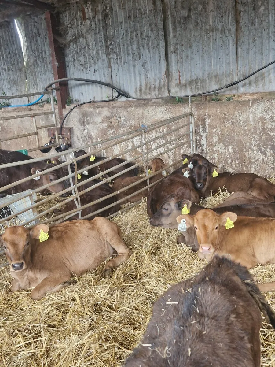 Calves - Image 4