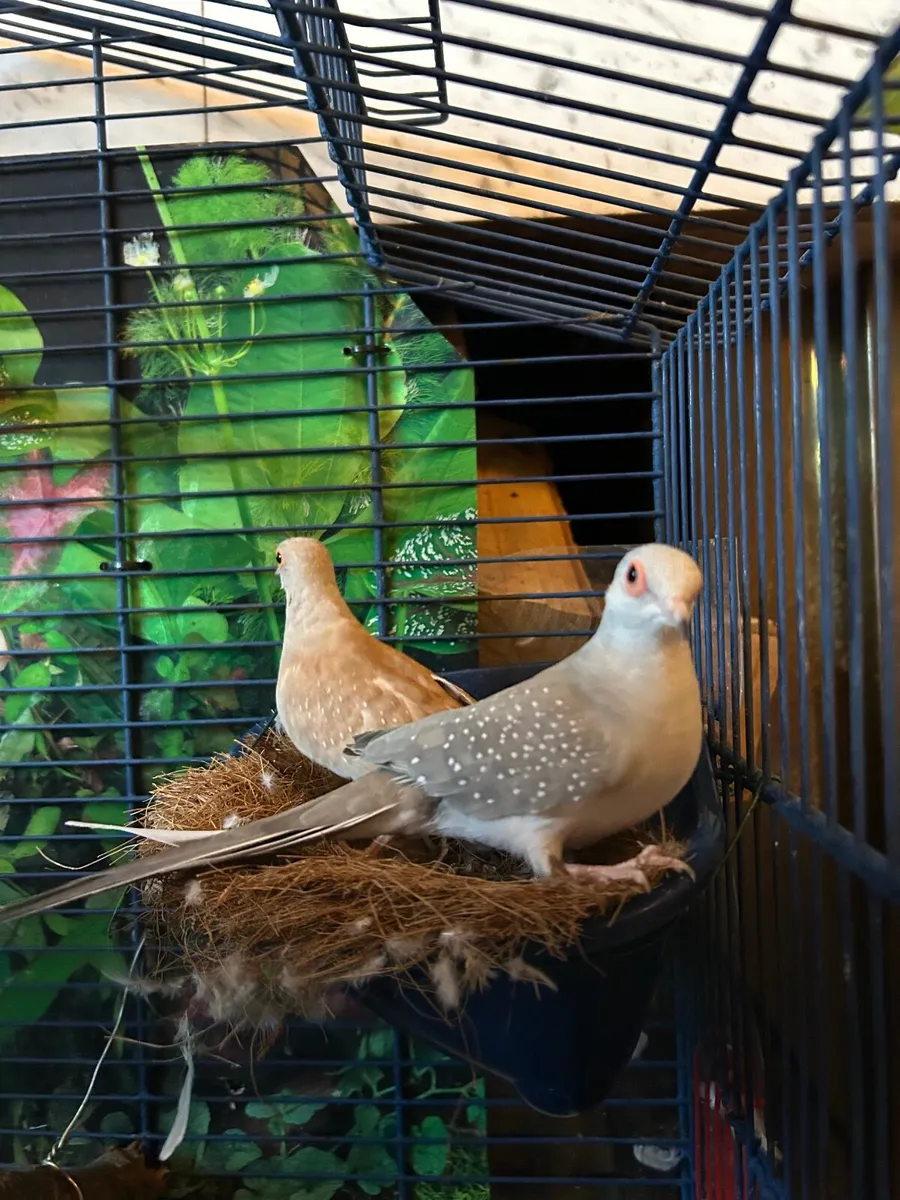 Doves - Image 1