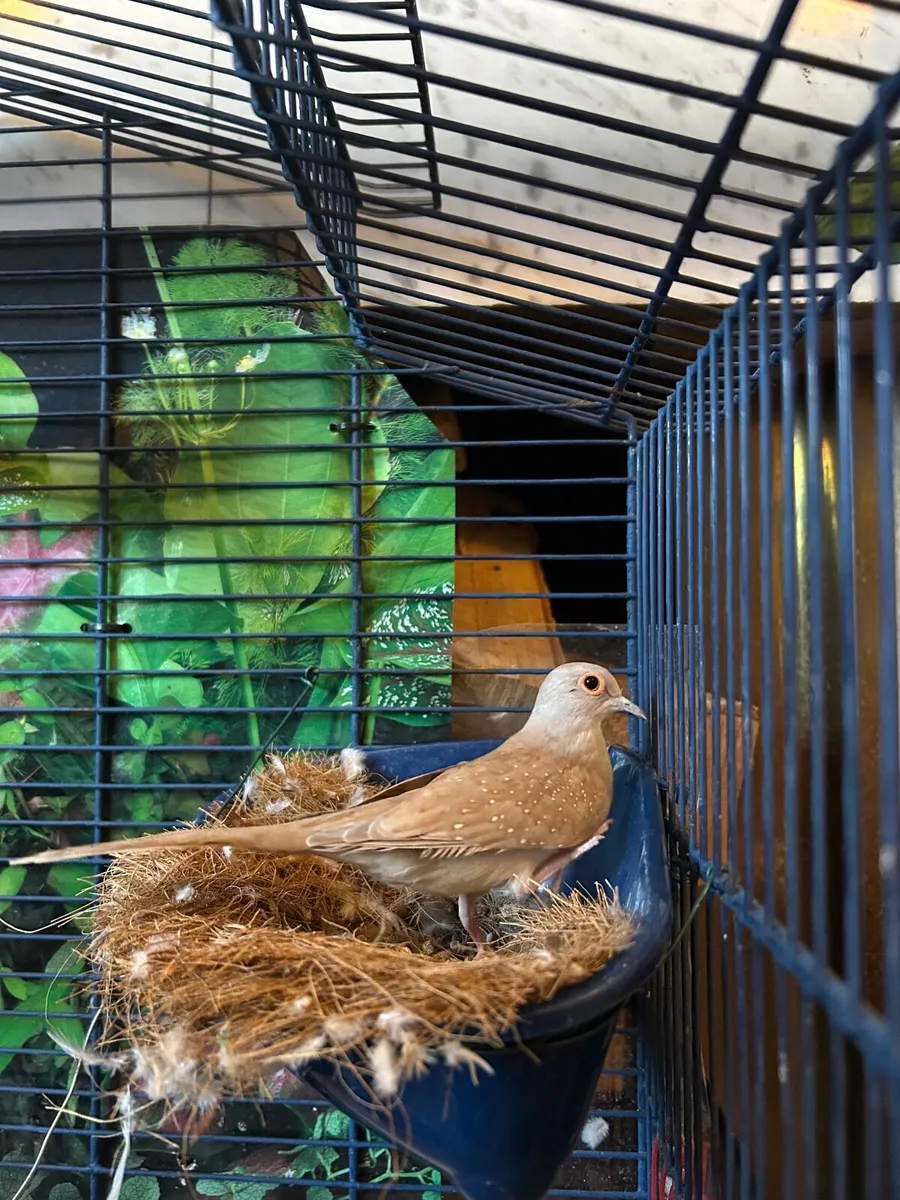 Doves - Image 2