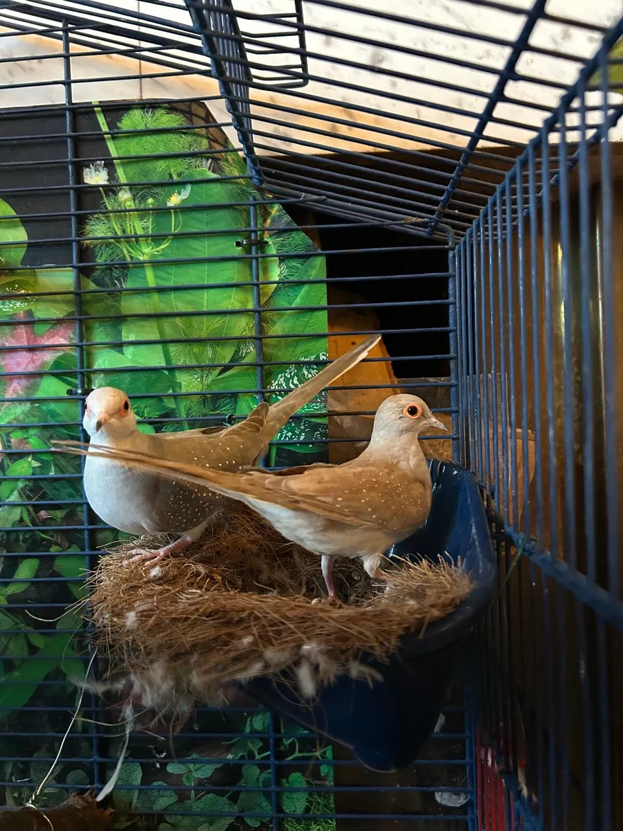 Doves - Image 3