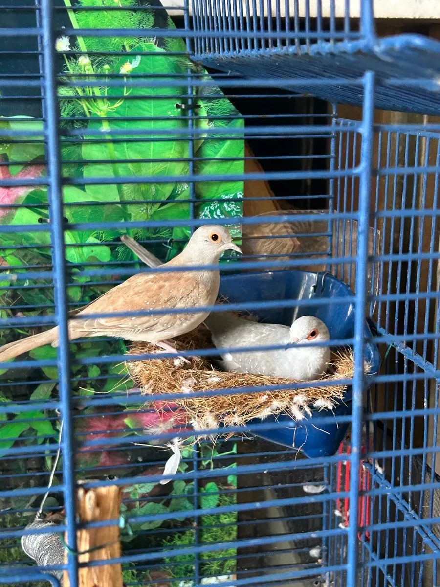 Doves - Image 4