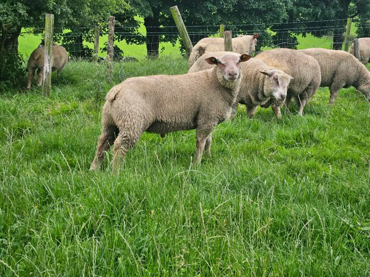 Pedigree registered charollais rams - Image 2