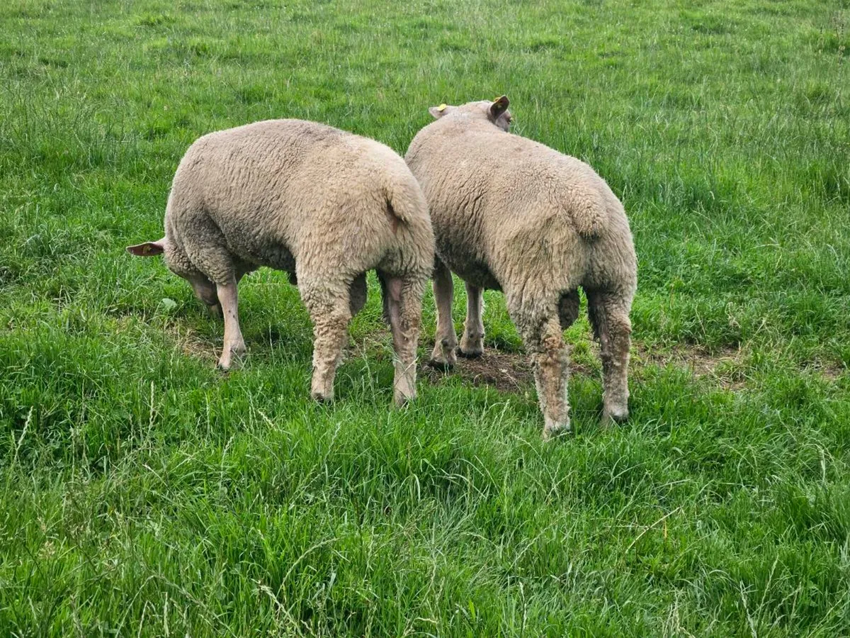 Pedigree registered charollais rams - Image 3