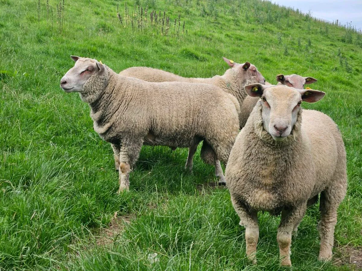 Pedigree registered charollais rams - Image 4