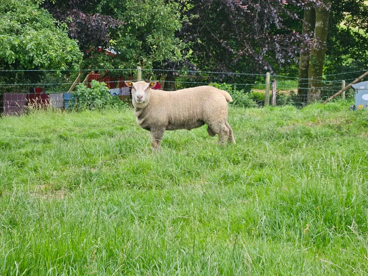 Pedigree registered charollais rams - Image 1