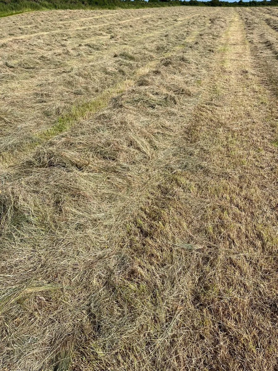 Hay for sale - Image 1