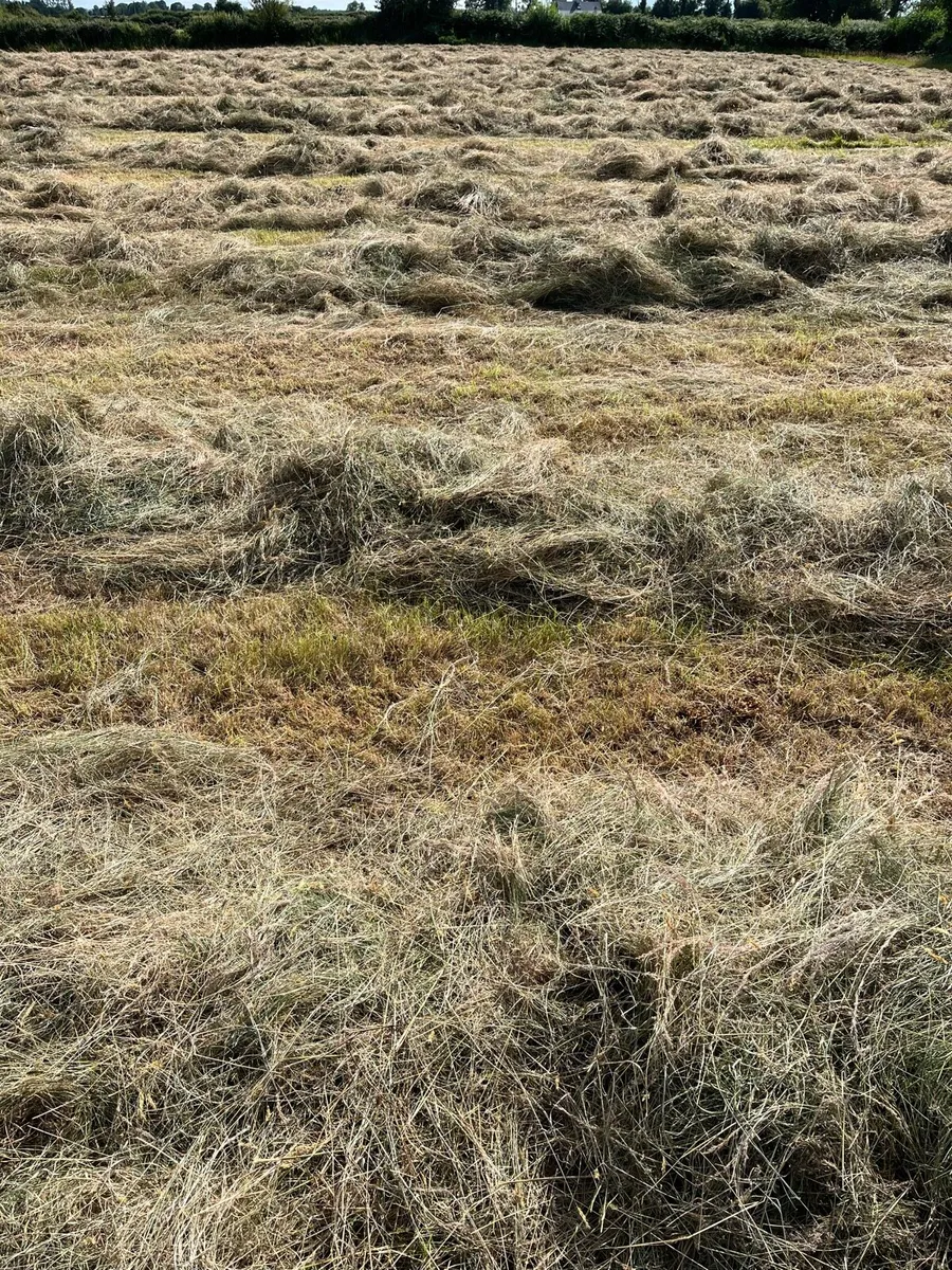 Hay for sale - Image 2