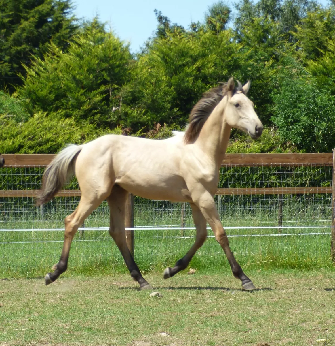 Stunning Colt Foal - Image 1
