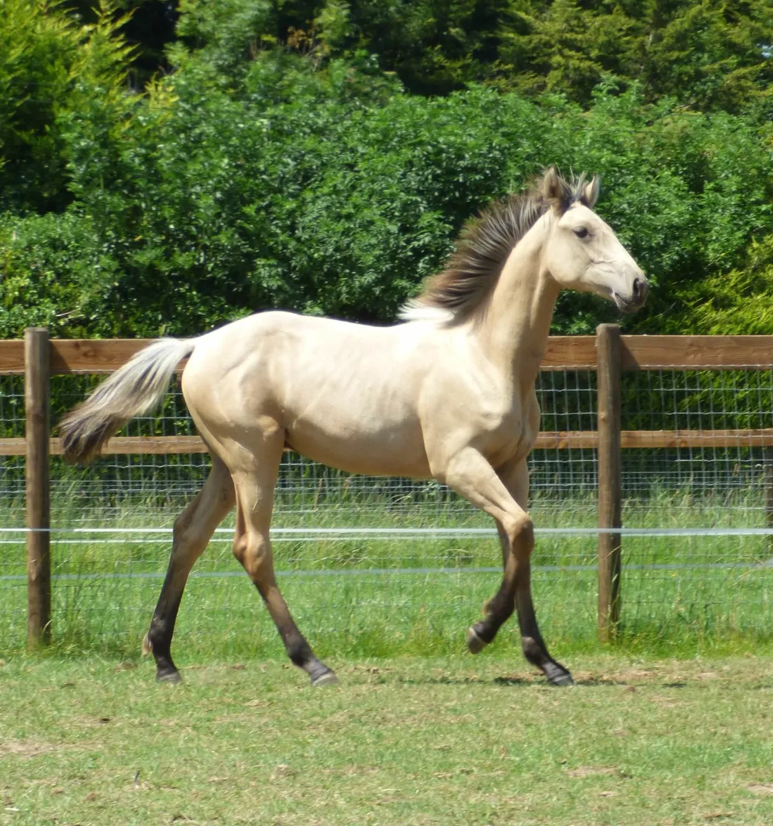 Stunning Colt Foal - Image 2