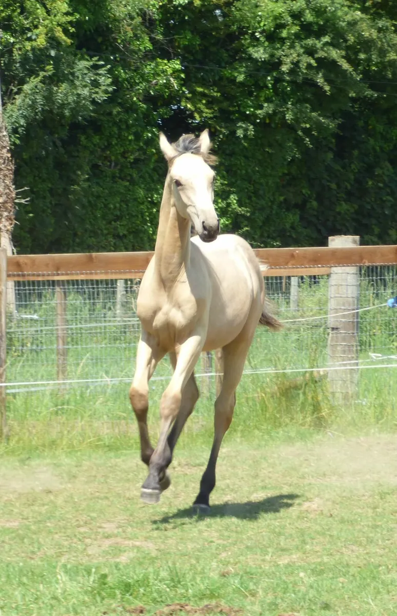 Stunning Colt Foal - Image 3