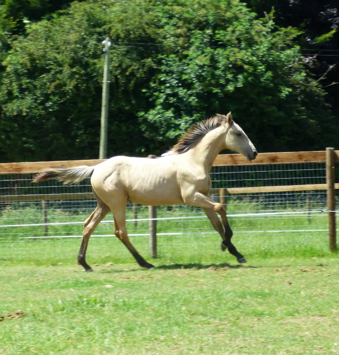Stunning Colt Foal - Image 4