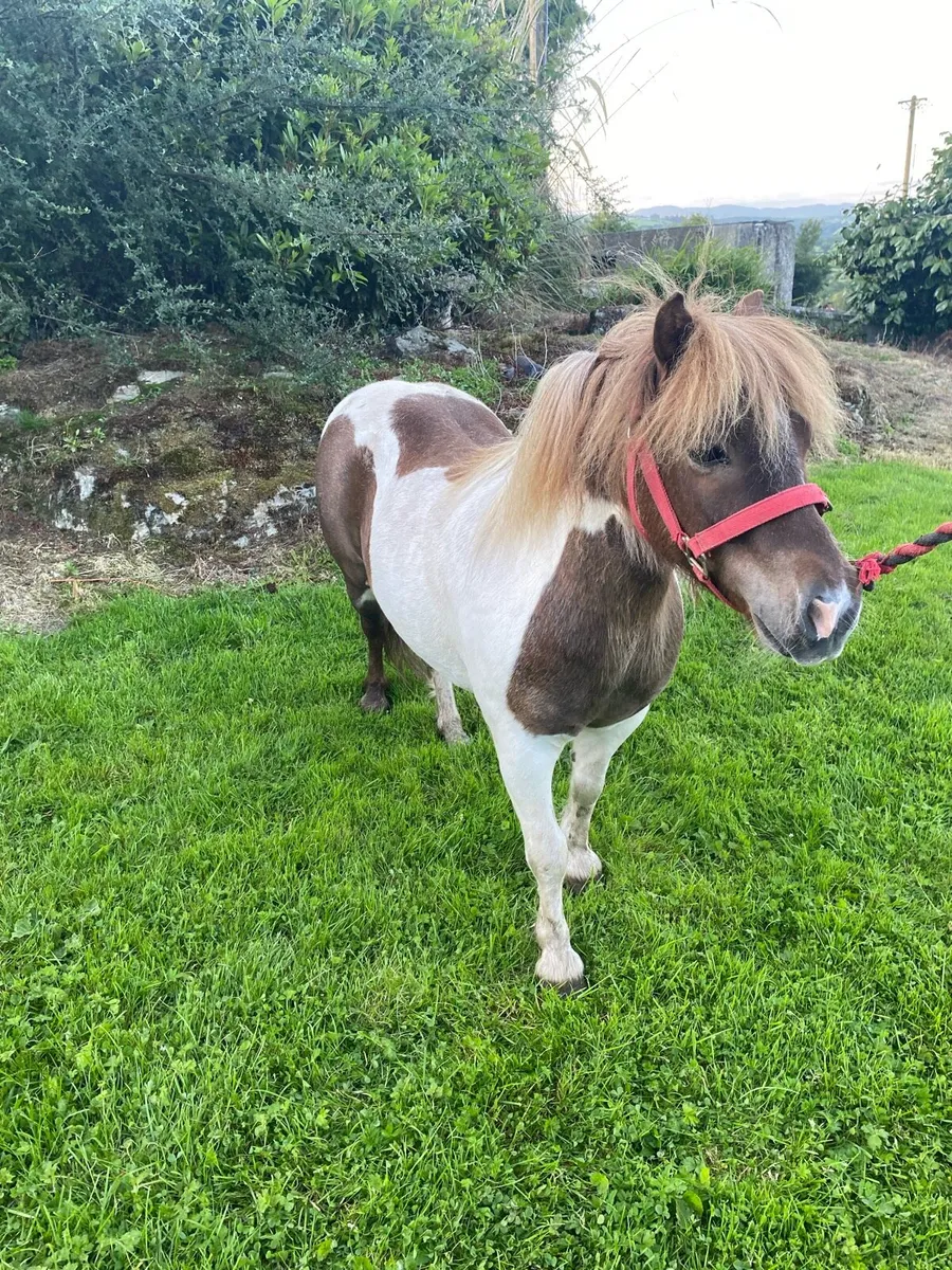 Skewbald Shetland gelding - Image 1